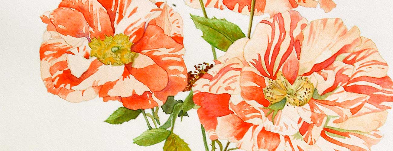 Acquerello fiori