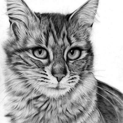 Disegno Nino Noce