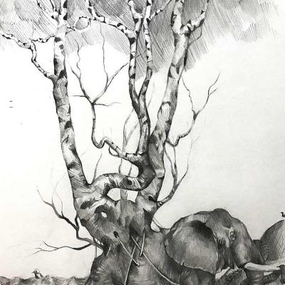 Ilaria Disegno 