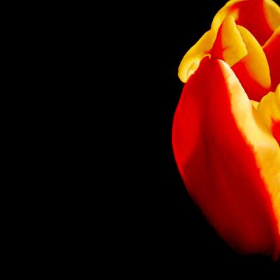 Tulipano