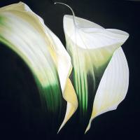 Calla
