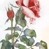 Acquerello rosa