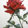 Acquerello Rosa Riccardo